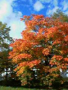 湯元の紅葉